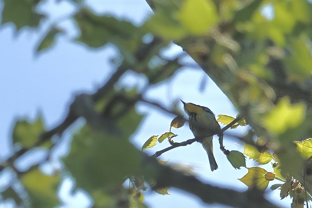 Yellow-throated Warbler - ML617935914