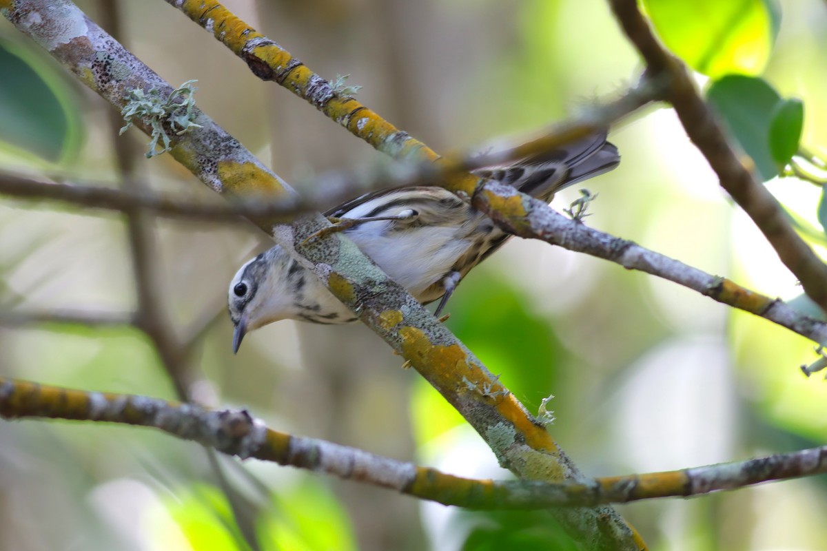 Black-and-white Warbler - ML617935917