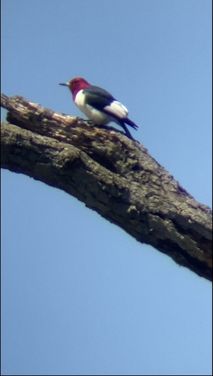 Red-headed Woodpecker - Bill Howe