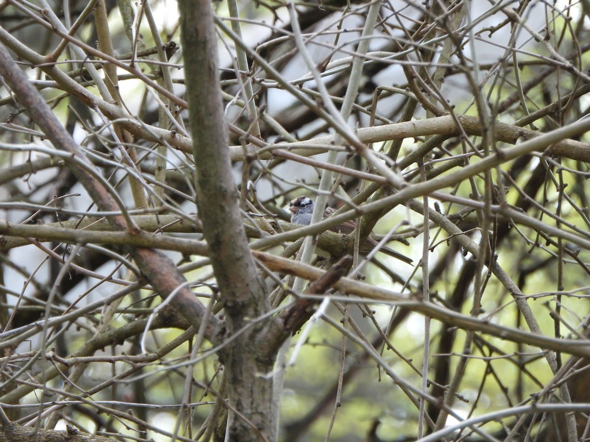 White-crowned Sparrow - ML617935960