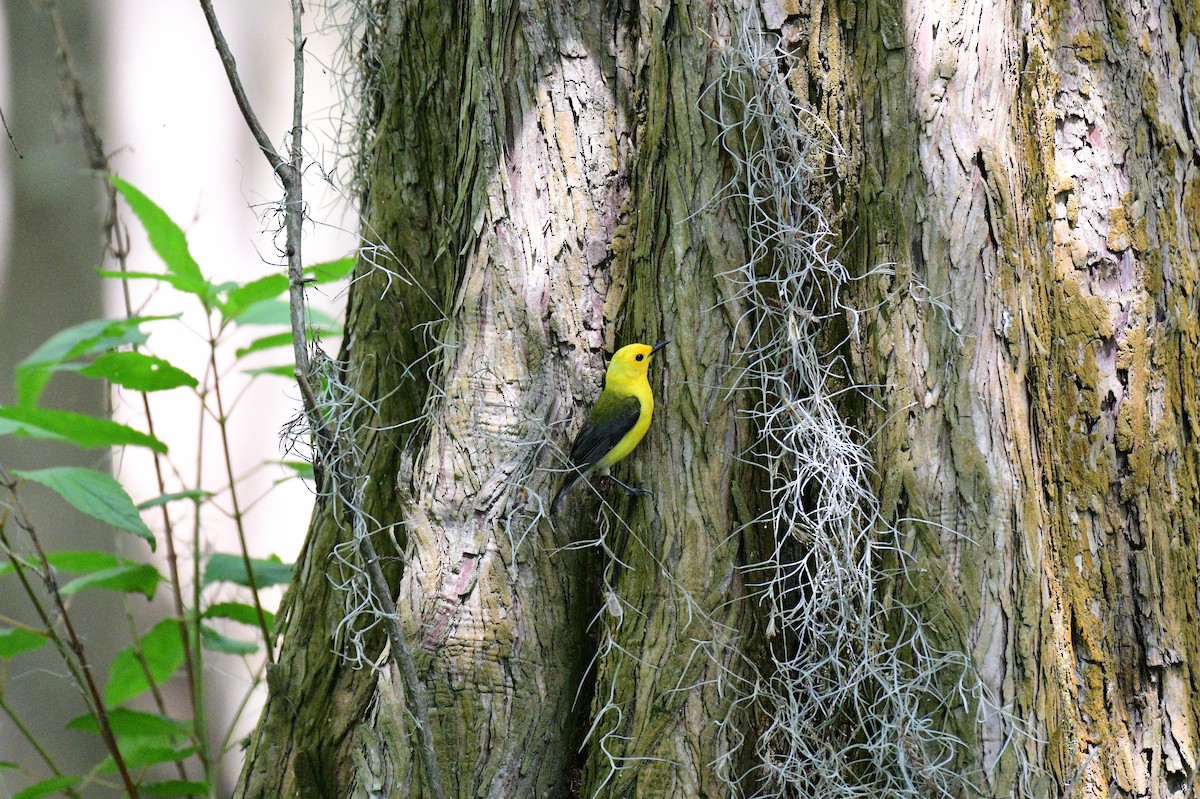 Prothonotary Warbler - ML617935975