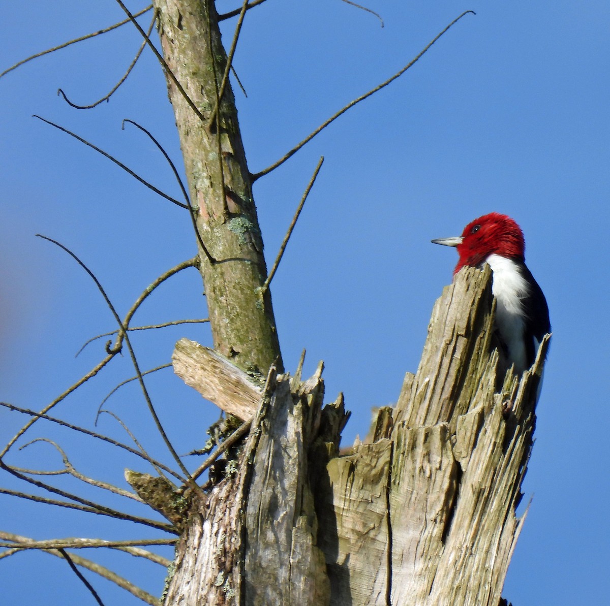 Red-headed Woodpecker - ML617936043