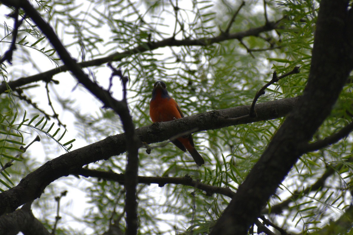 Painted Bunting - ML617936076