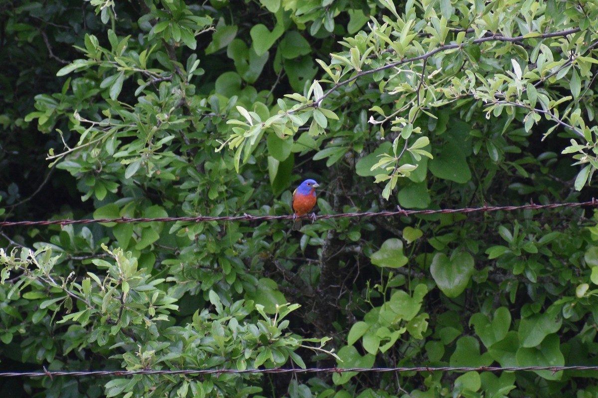 Painted Bunting - ML617936085