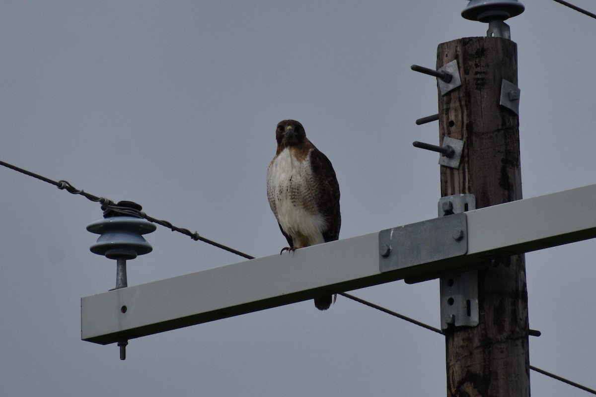 Red-tailed Hawk - ML617936116