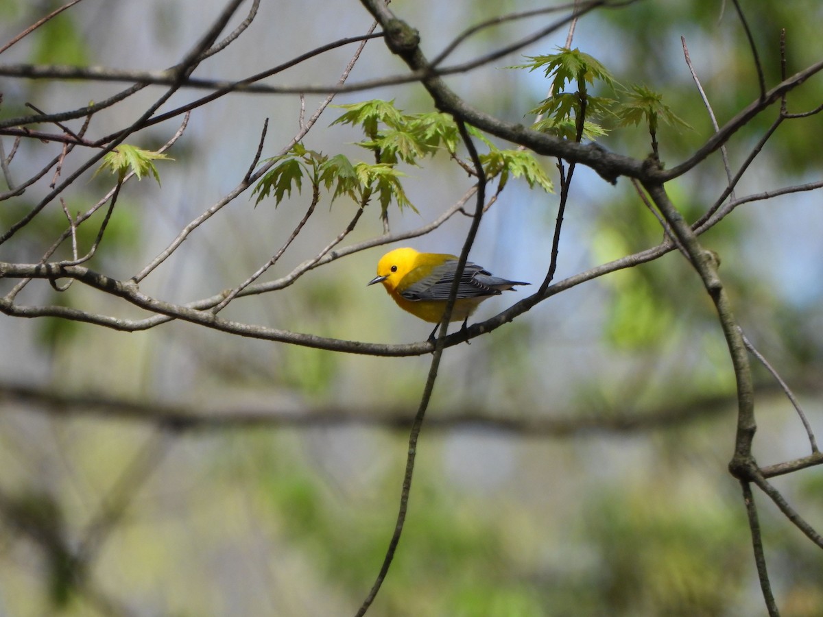 Prothonotary Warbler - ML617936119