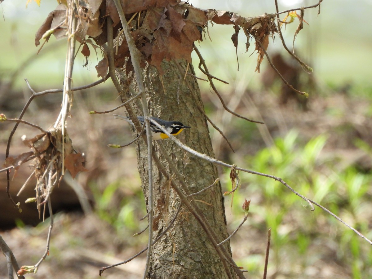 Yellow-throated Warbler - Rick Luehrs