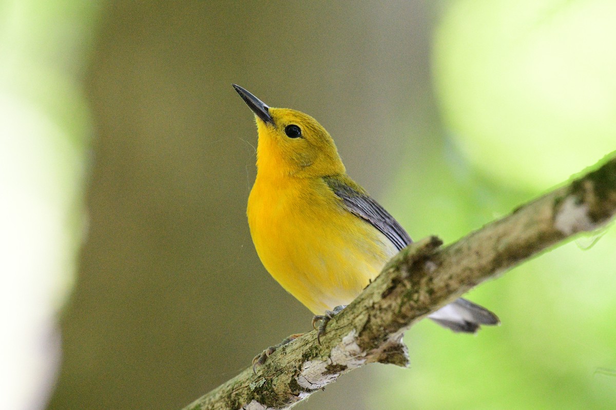 Prothonotary Warbler - ML617936141