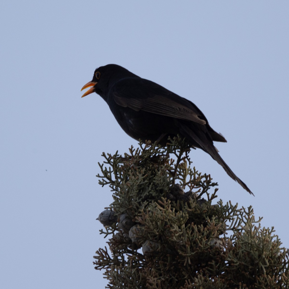 Eurasian Blackbird - ML617936181