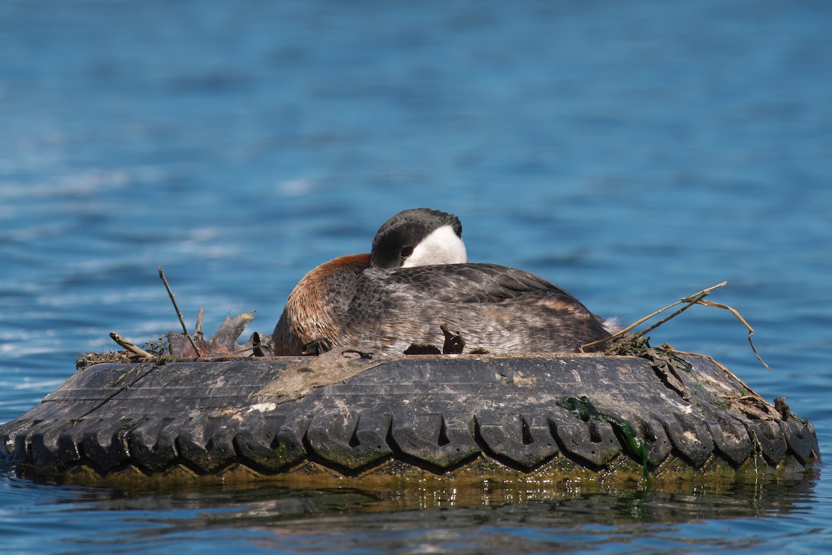 Red-necked Grebe - ML617936182