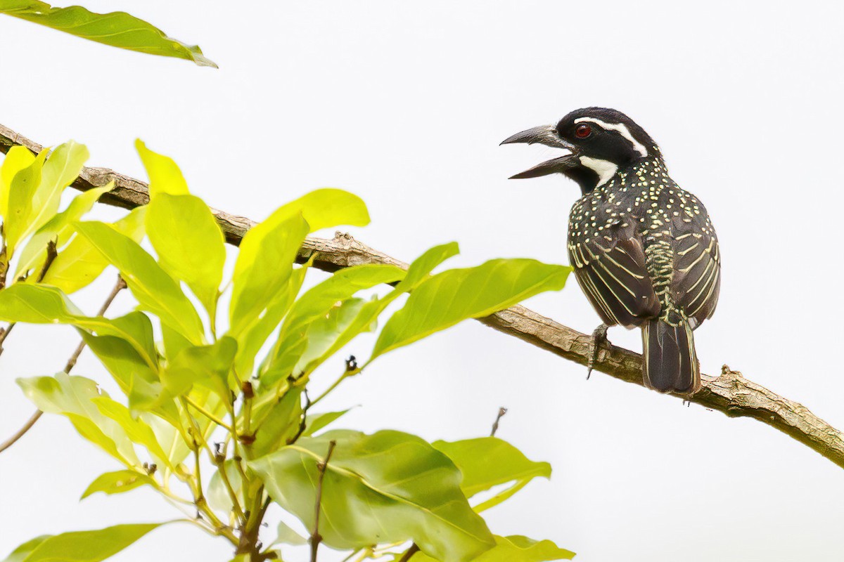 Hairy-breasted Barbet (Hairy-breasted) - ML617936214