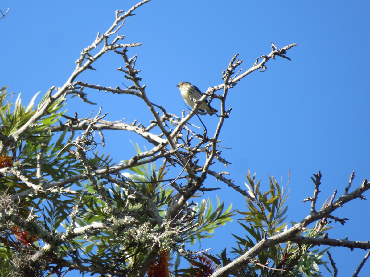 Cape May Warbler - ML617936236