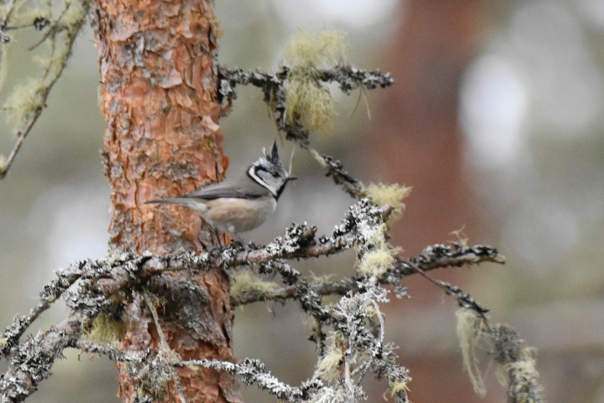 Crested Tit - ML617936265