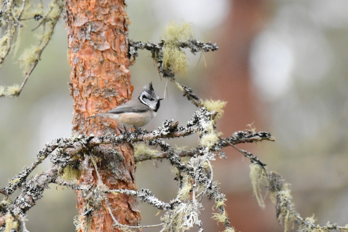 Crested Tit - ML617936268