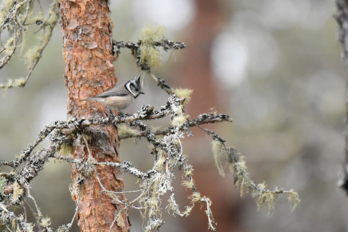 Crested Tit - ML617936271