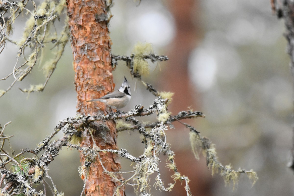 Crested Tit - ML617936273