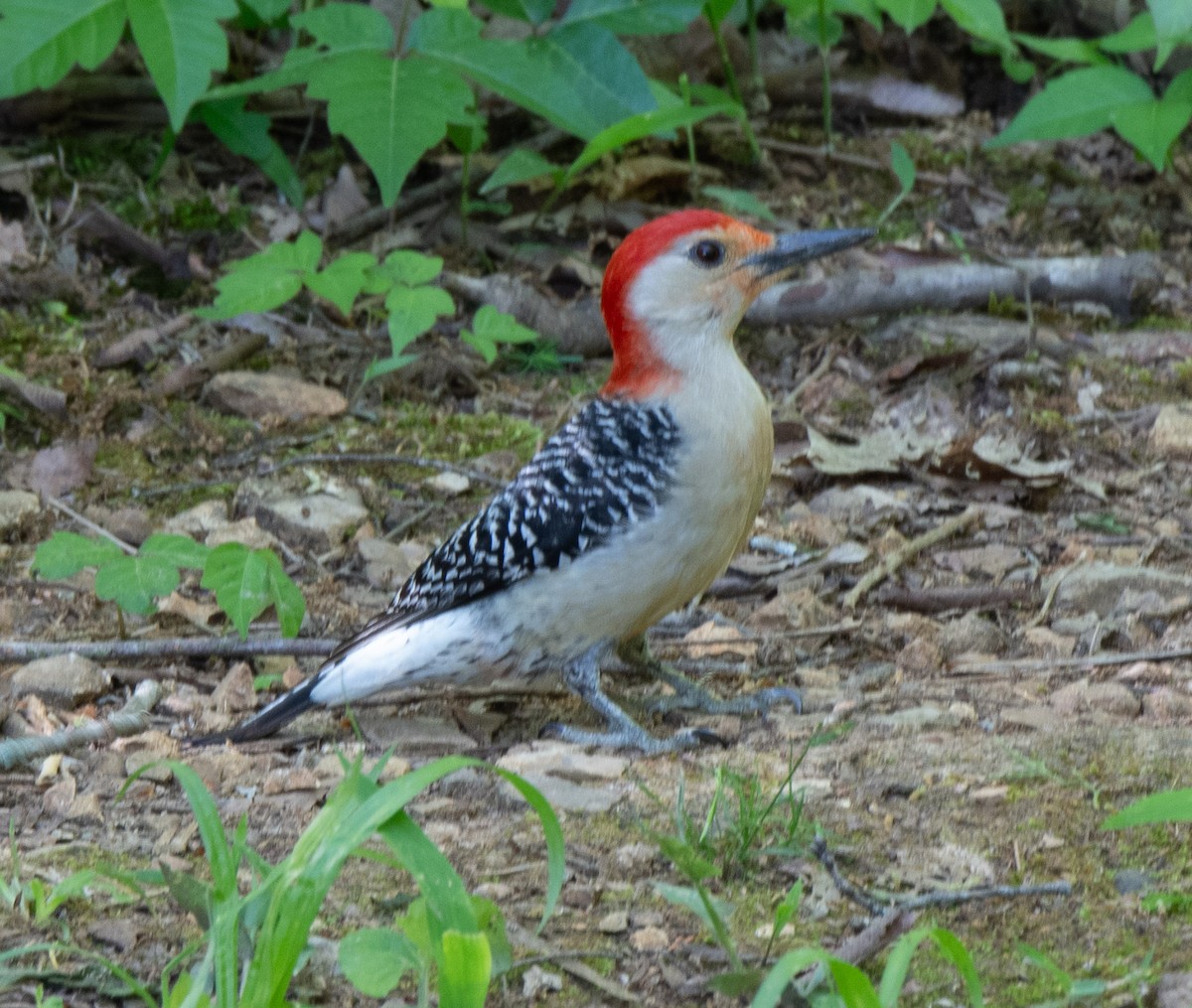Red-bellied Woodpecker - Susan Lanier