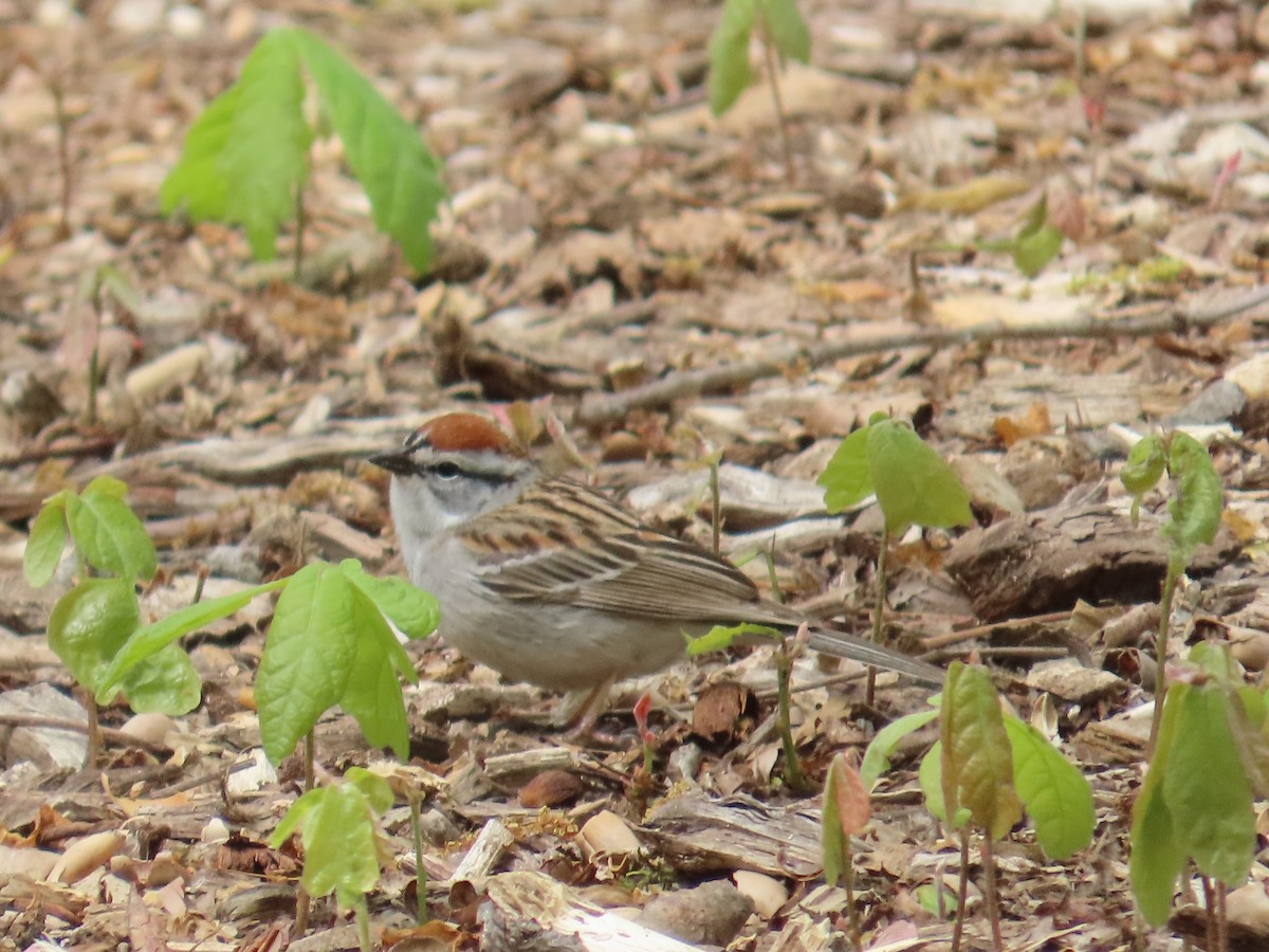Chipping Sparrow - ML617936312