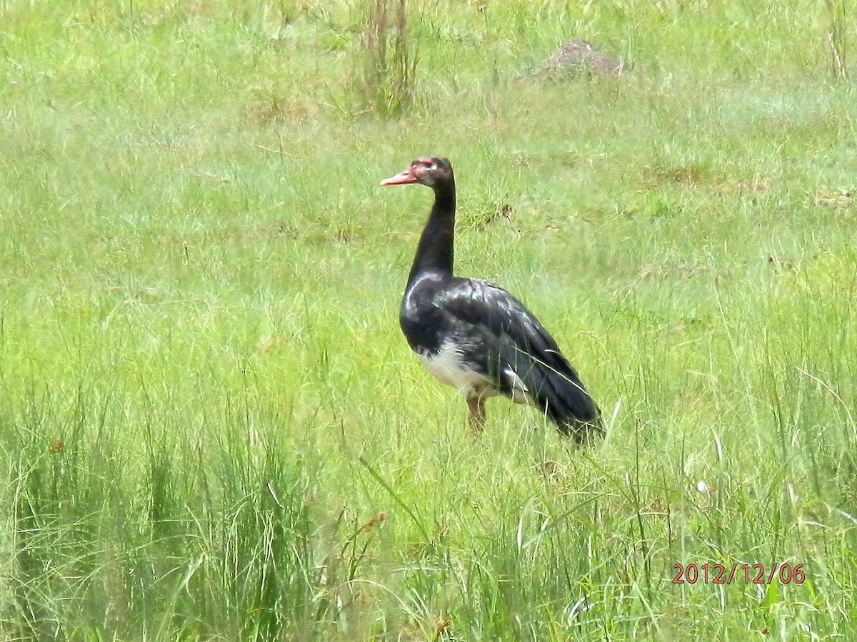 Spur-winged Goose - Andrew Cauldwell