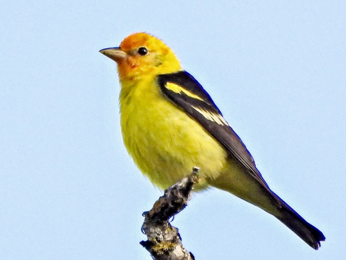 Western Tanager - ML617936347