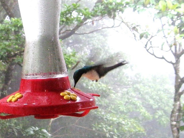 kolibřík purpurovohlavý - ML617936350