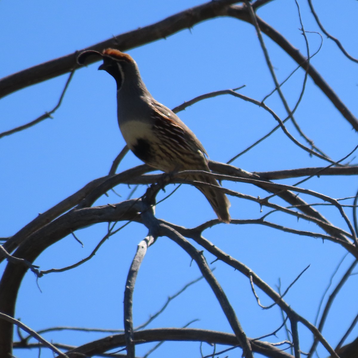 eBird Checklist 25 Apr 2024 Camp Creek 51 species