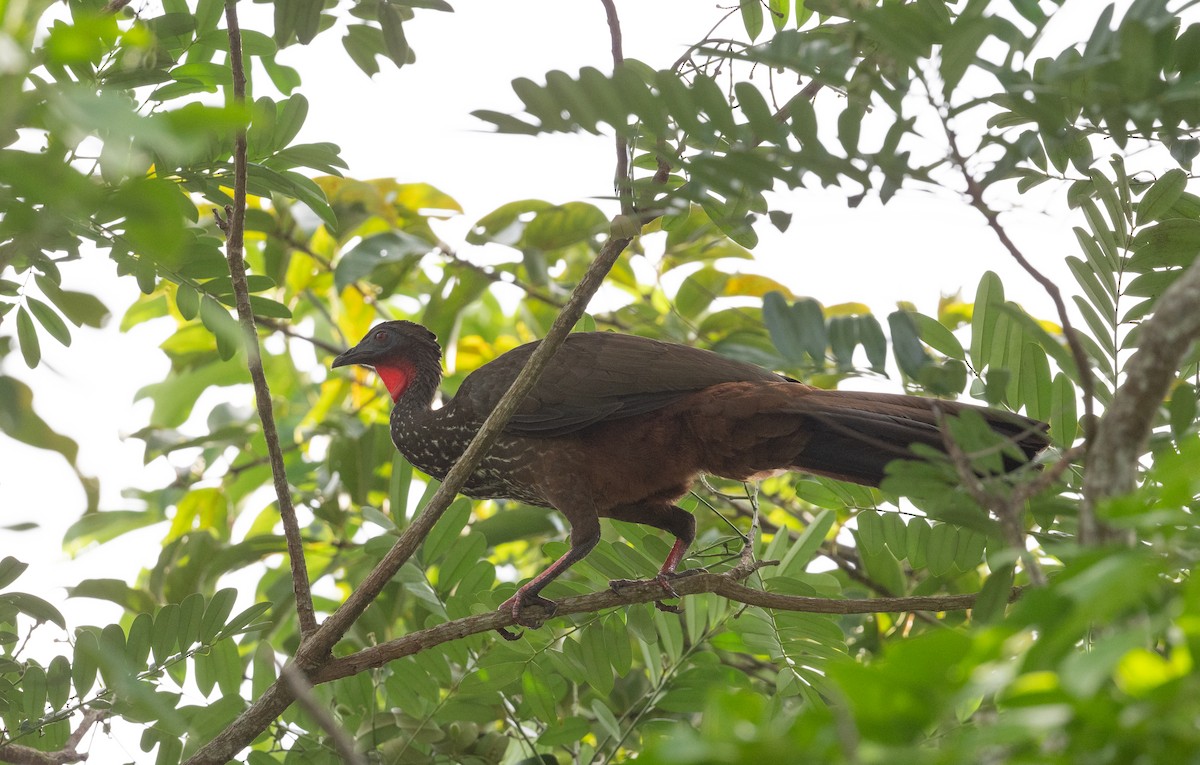 Crested Guan - ML617936421