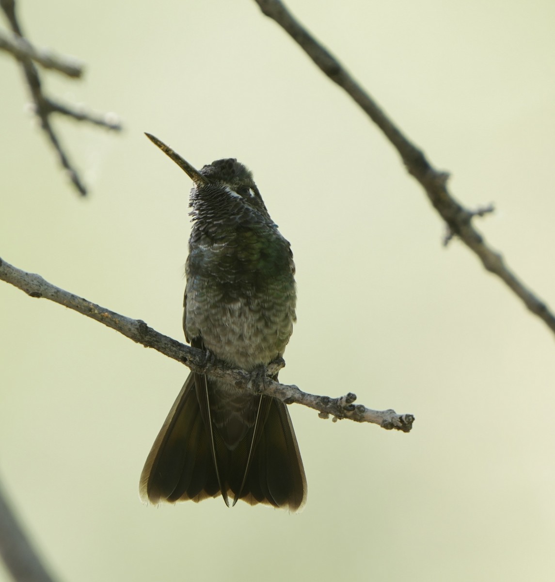 Rivoli's Hummingbird - ML617936424