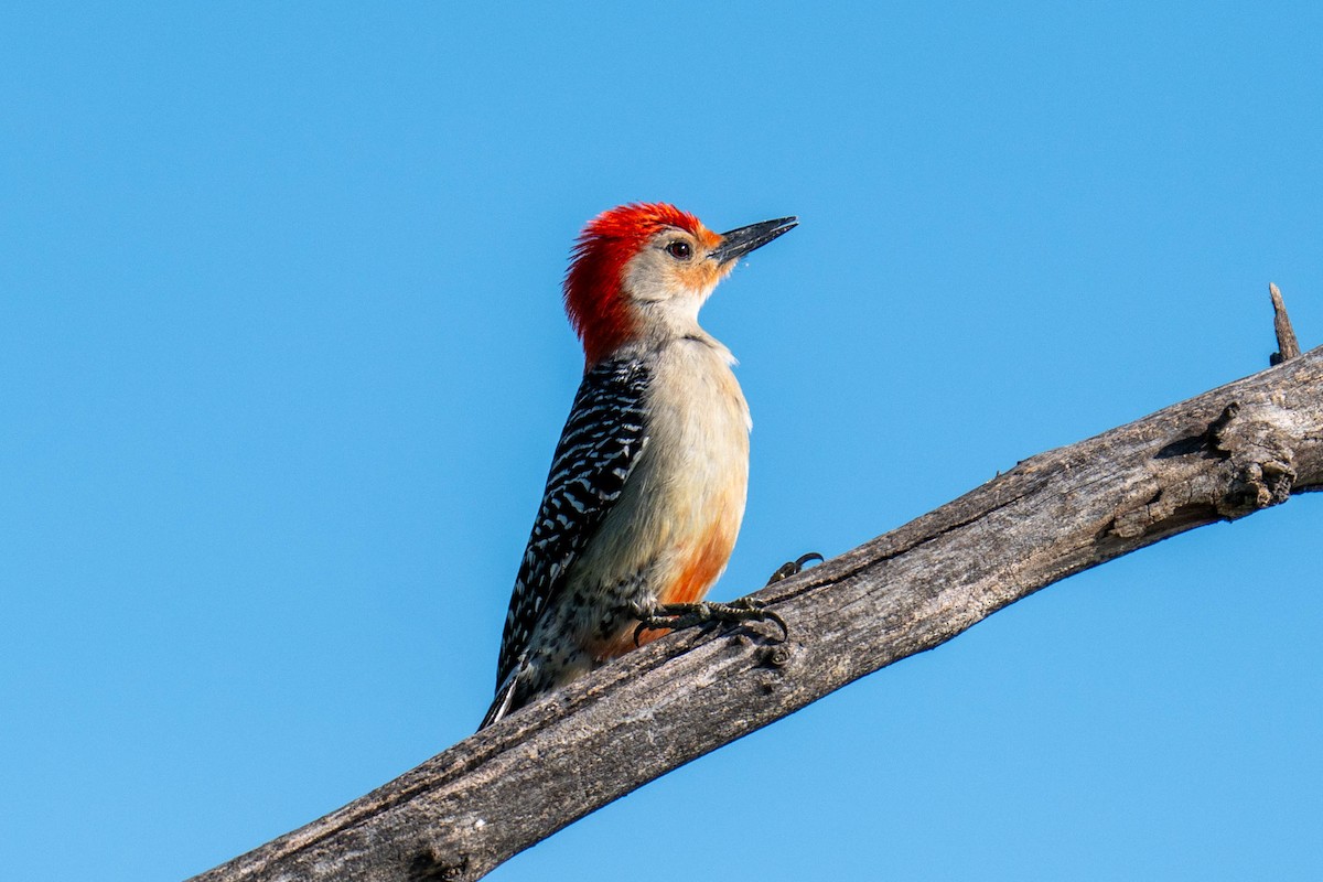 Red-bellied Woodpecker - Yaodi F