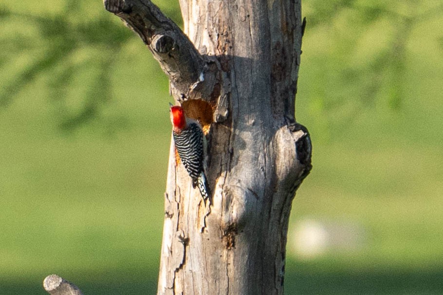 Red-bellied Woodpecker - ML617936441