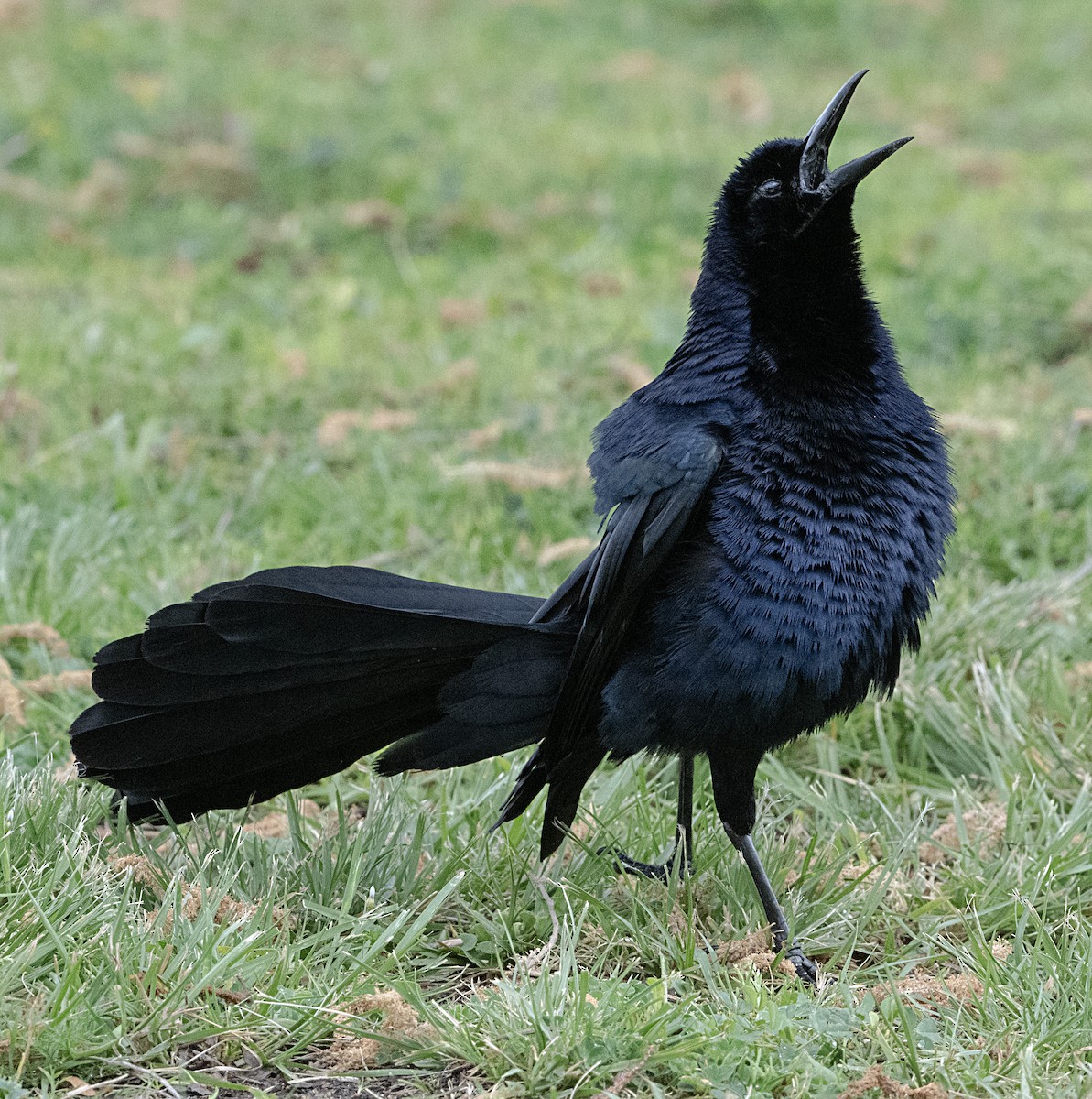 Great-tailed Grackle - ML617936443