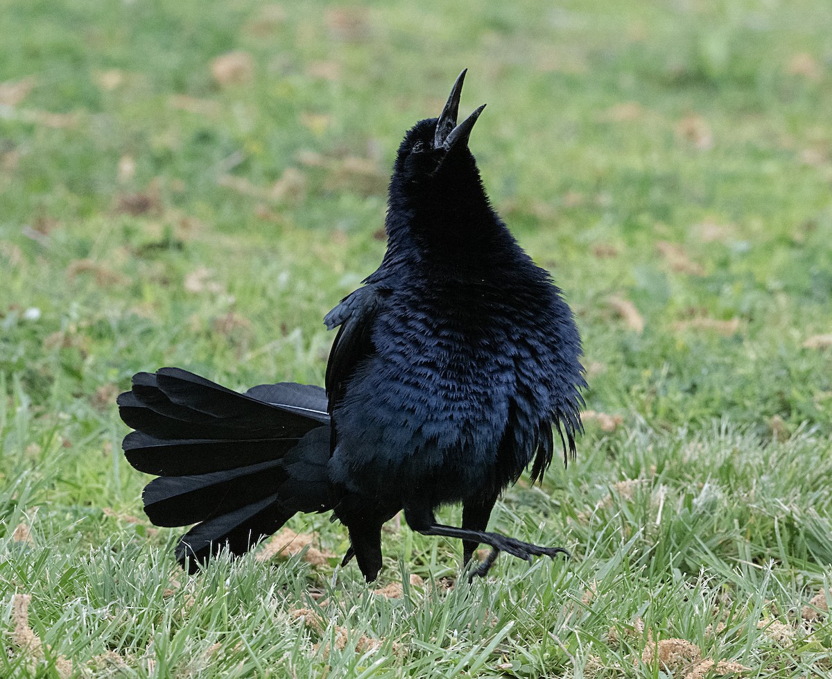 Great-tailed Grackle - ML617936444