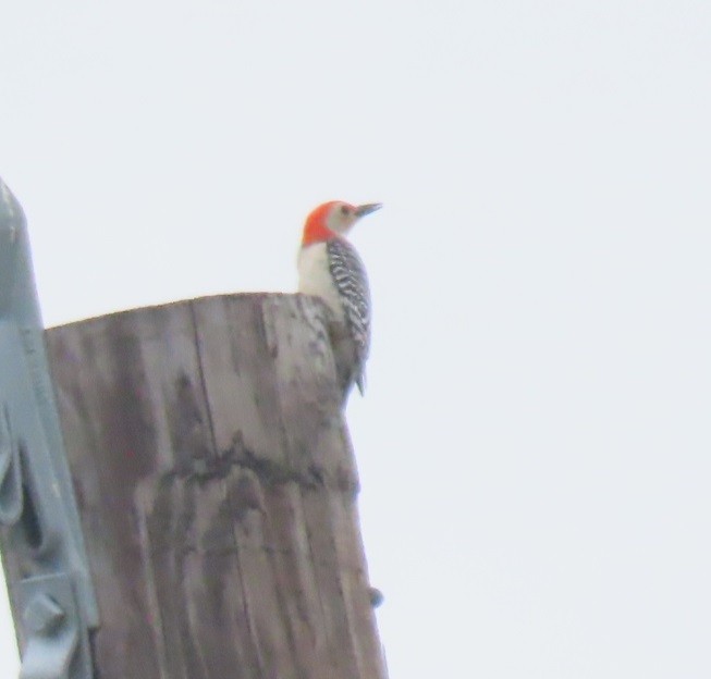 Red-bellied Woodpecker - ML617936456