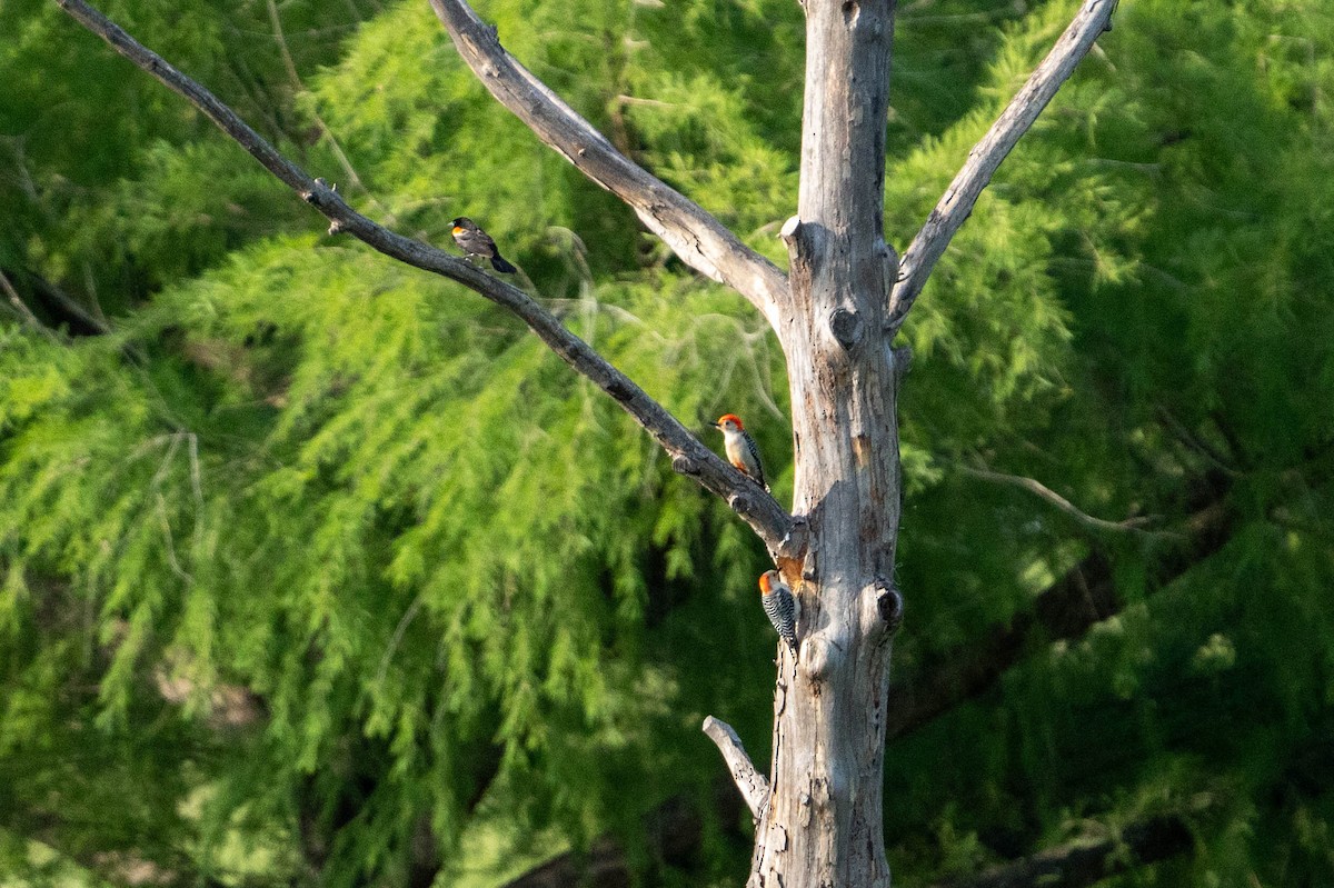 Red-bellied Woodpecker - ML617936489