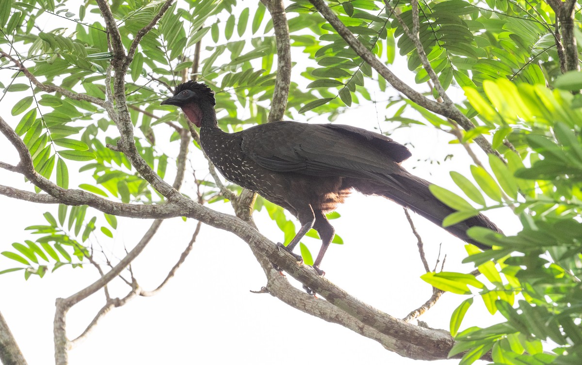Crested Guan - ML617936538