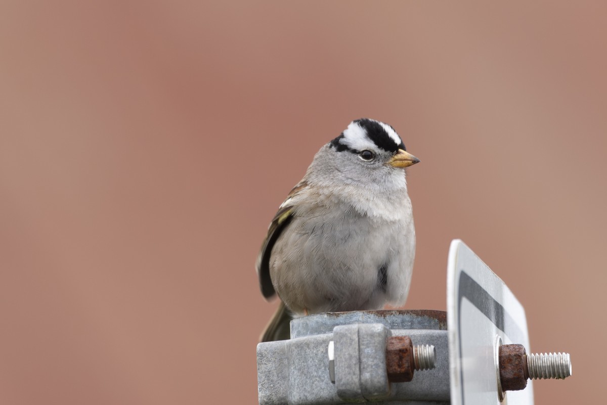 White-crowned Sparrow - ML617936547