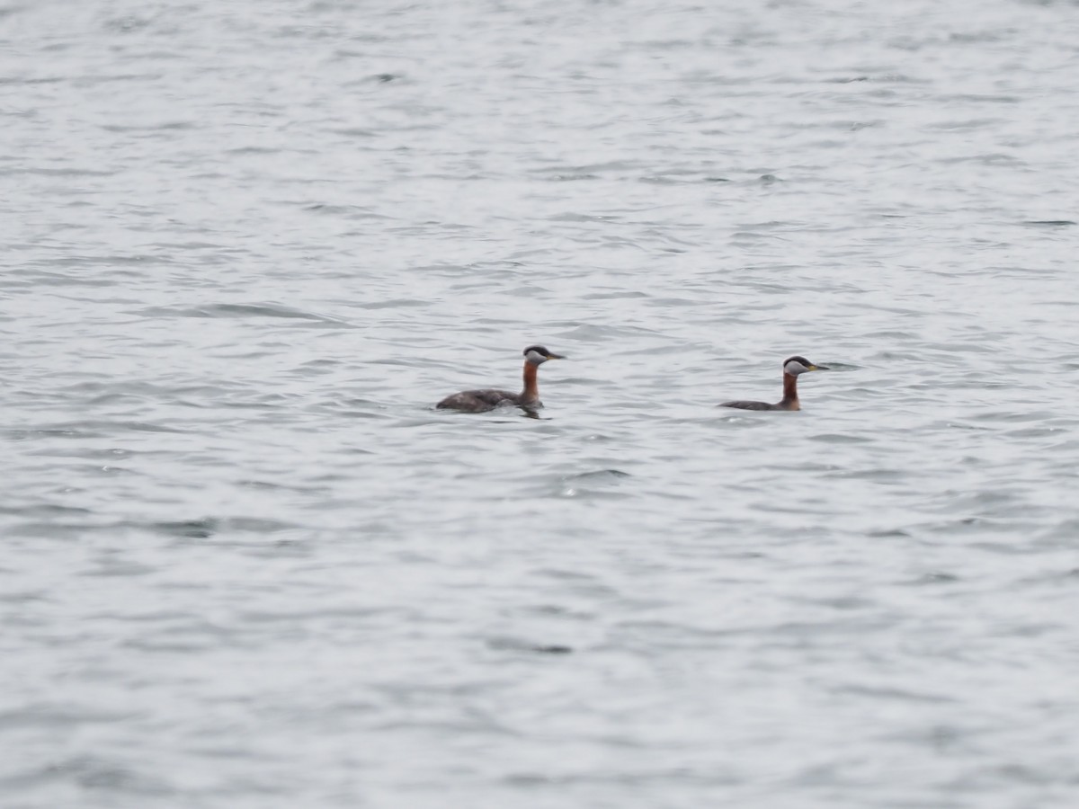 Red-necked Grebe - ML617936555