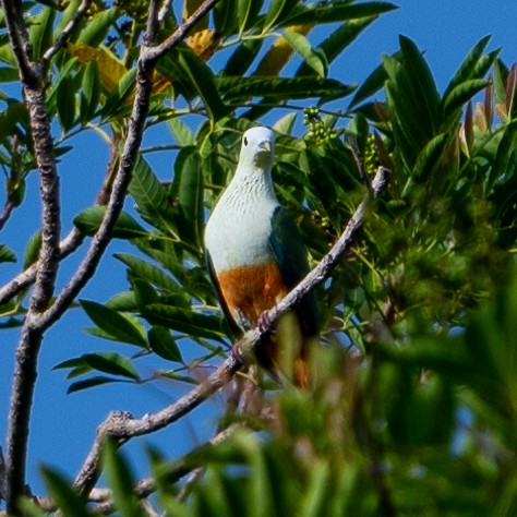 Silver-capped Fruit-Dove - ML617936571