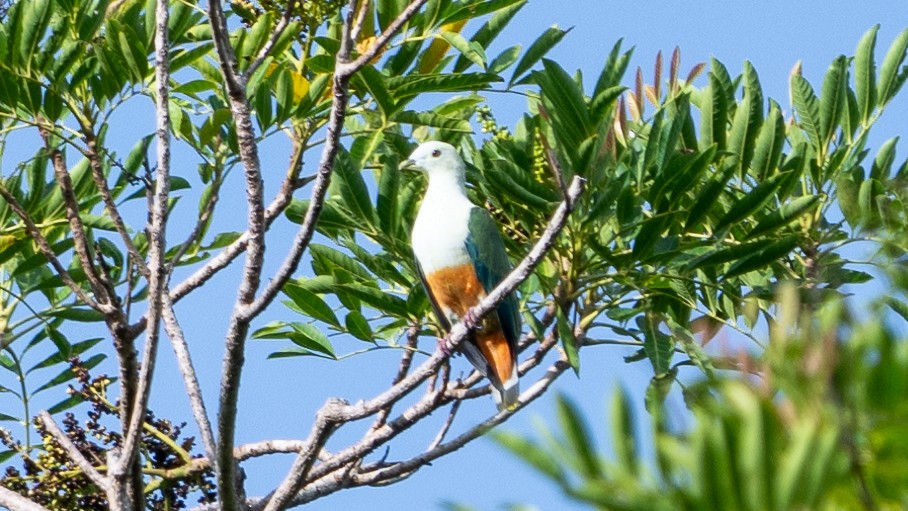 Silver-capped Fruit-Dove - ML617936572