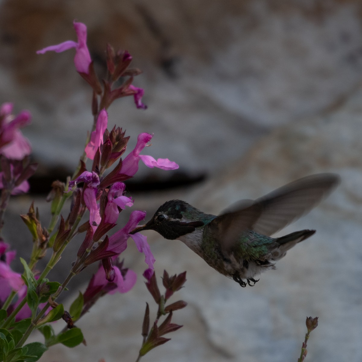 Costa's Hummingbird - Susan Nishio