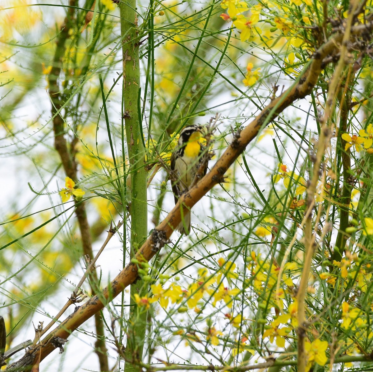 Yellow-throated Warbler - ML617936635