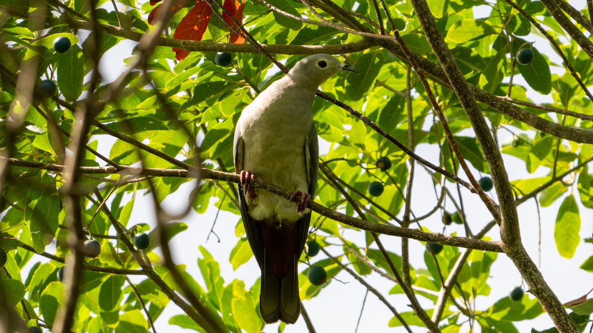 Island Imperial-Pigeon - ML617936645