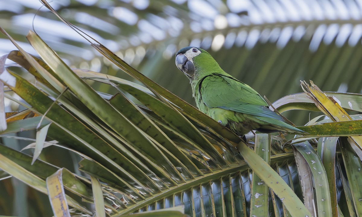Red-shouldered Macaw - Steve Kelling