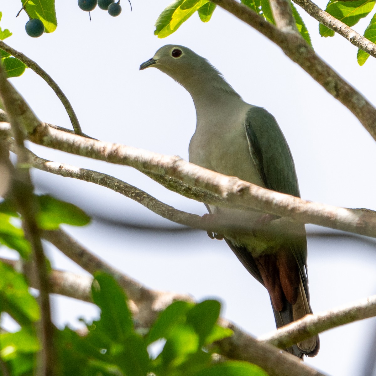 Island Imperial-Pigeon - ML617936656
