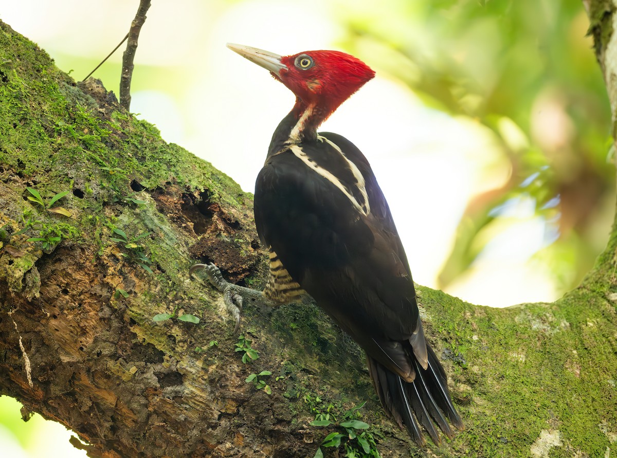 Pale-billed Woodpecker - ML617936684