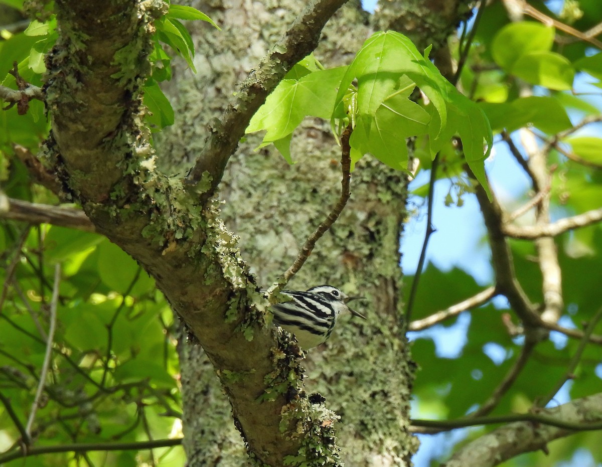 Black-and-white Warbler - ML617936686