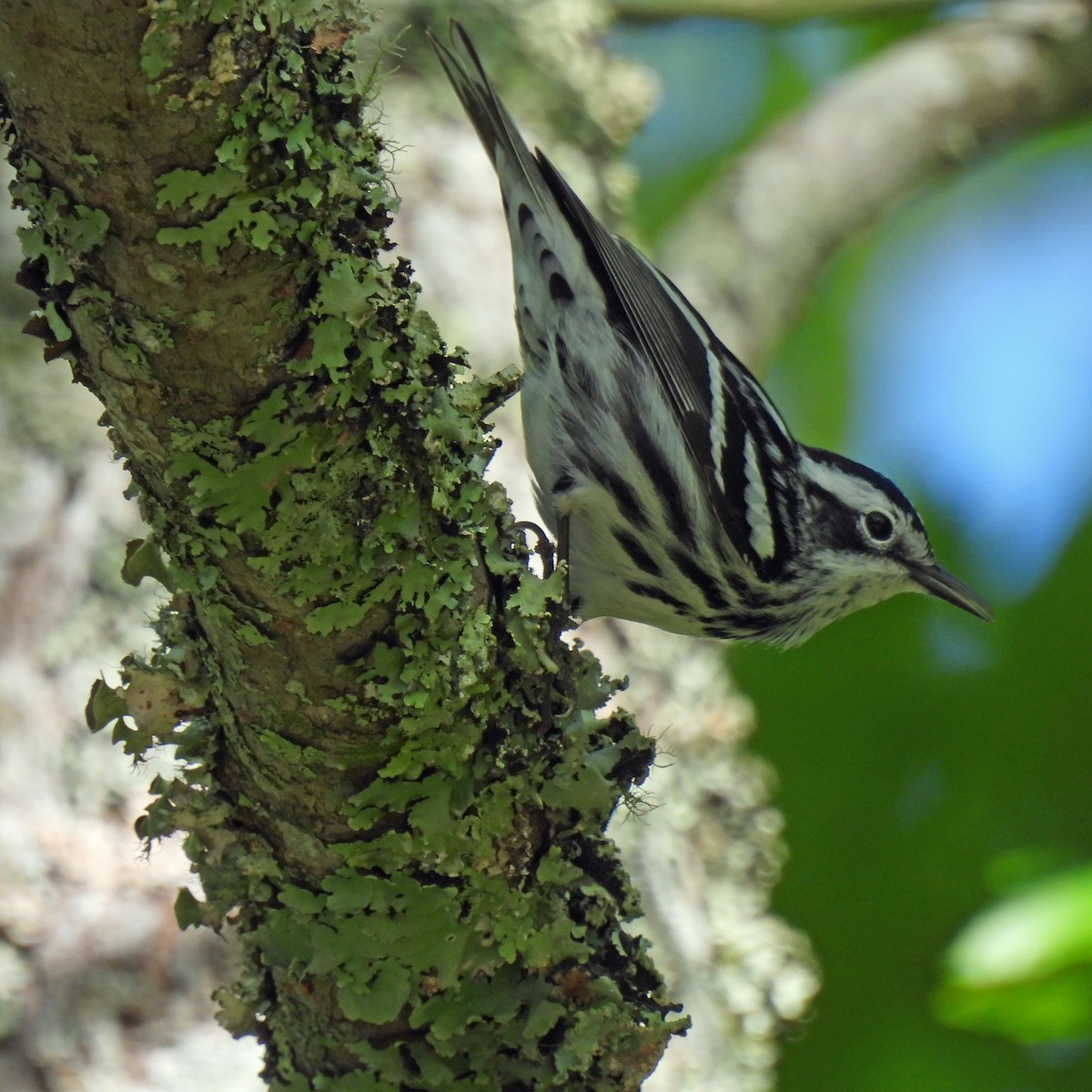 Black-and-white Warbler - ML617936687