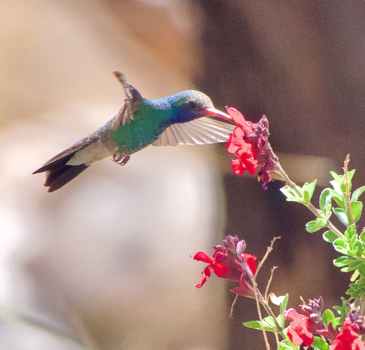 Broad-billed Hummingbird - ML617936706