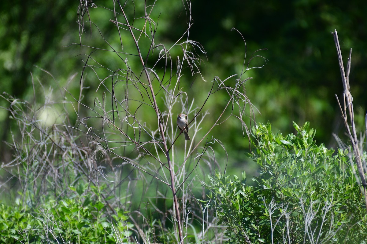 Field Sparrow - ML617936736
