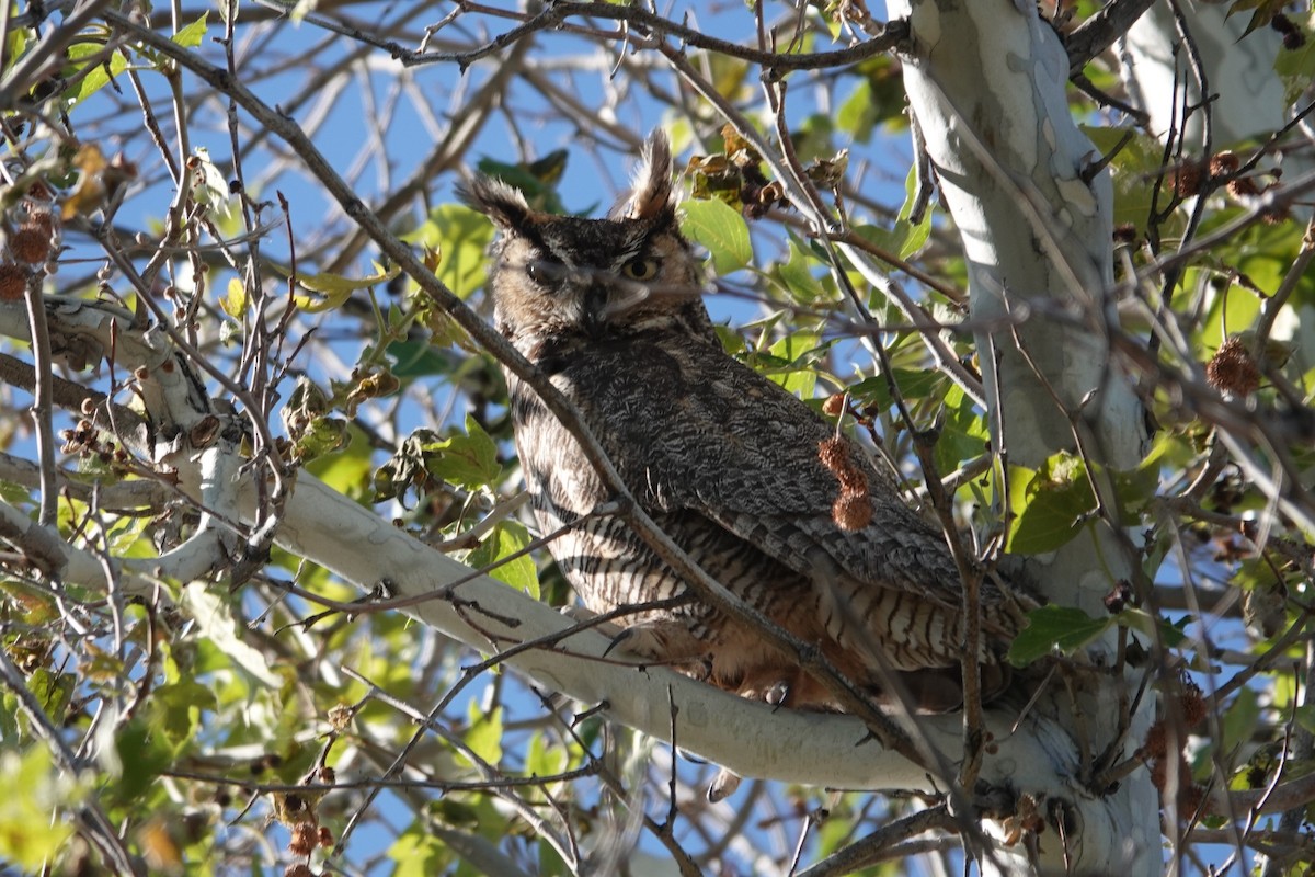 Great Horned Owl - ML617936741